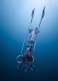 Majestic Giant Squid in Deep Ocean