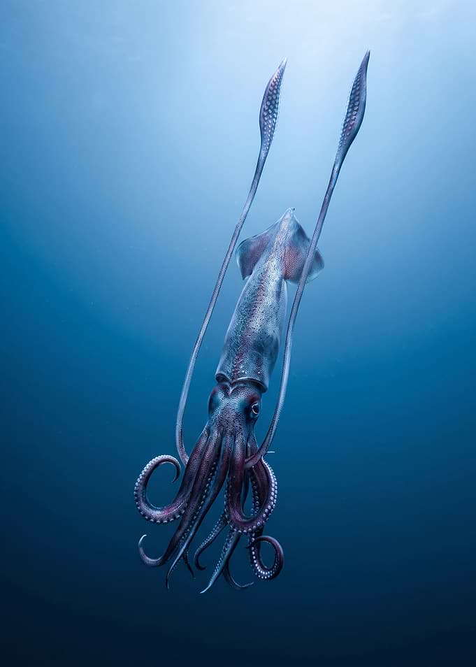 Majestic Giant Squid in Deep Ocean