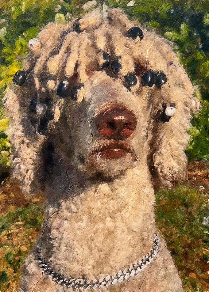 Poodle with Dreadlocks and Chain