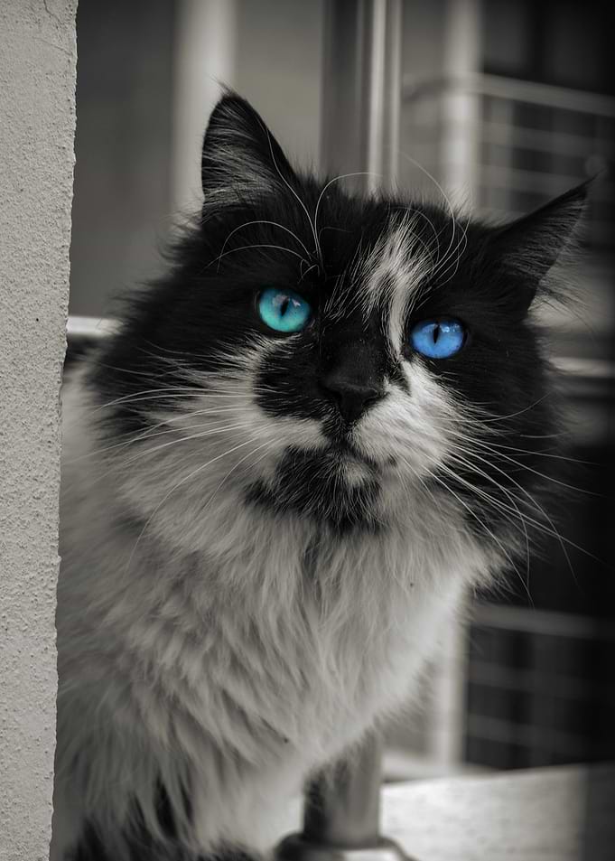 Black and White Cat with Blue Eyes
