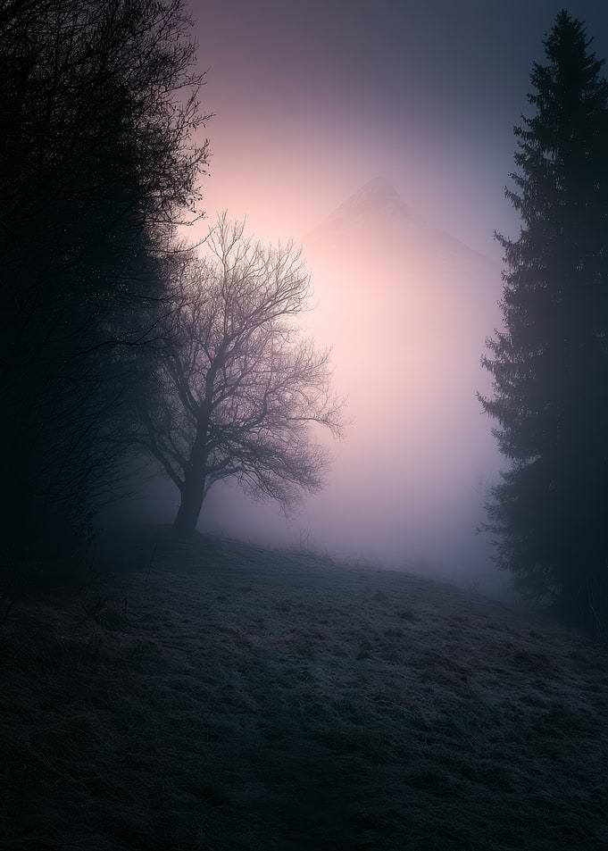 Misty Forest Landscape at Dawn