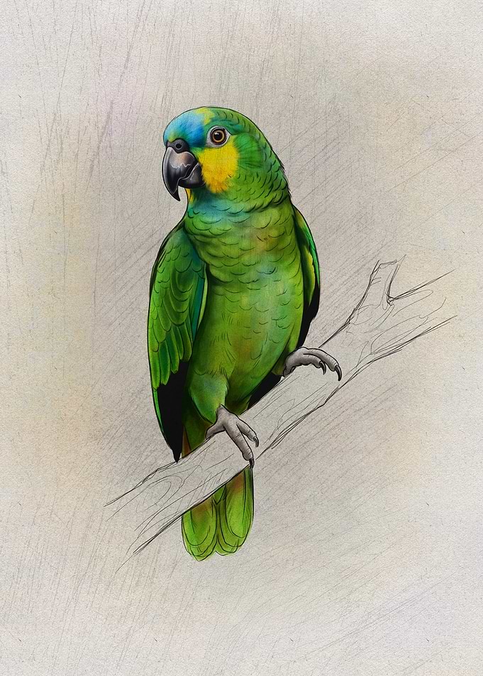 Detailed Illustration of a Green Parrot