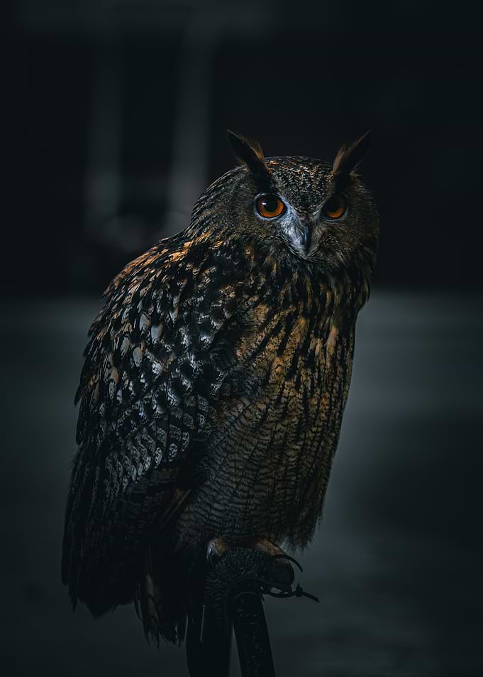 Majestic Great Horned Owl Portrait