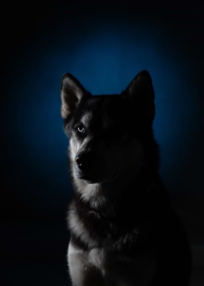Portrait of a Husky in Blue