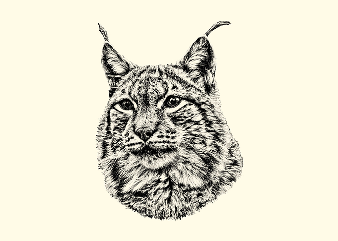 Detailed Lynx Portrait Sketch