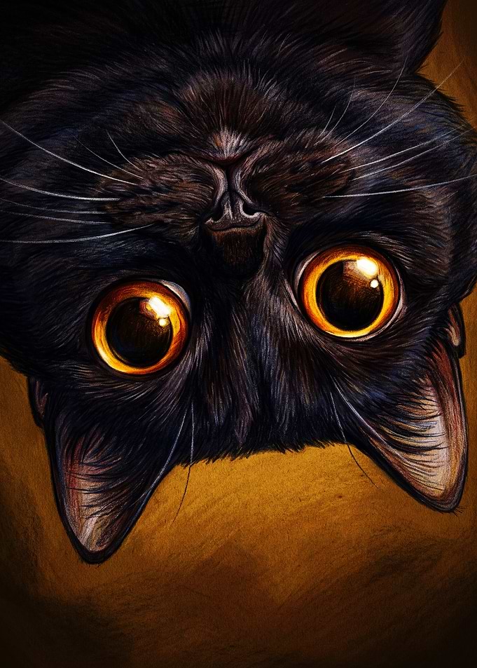 Upside Down Black Cat Portrait