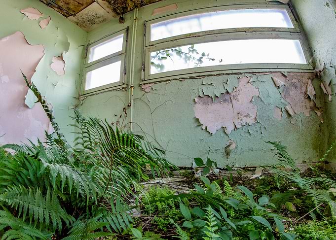 Abandoned Room Overgrown with Ferns