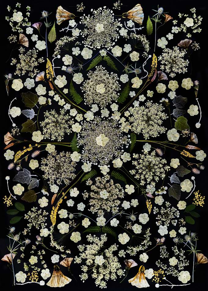 Symmetrical Pressed Flower Botanical Arrangement