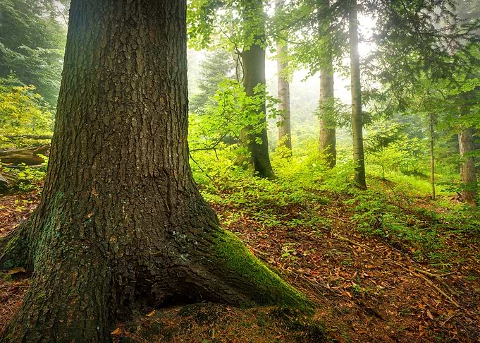 Sunlit Forest
