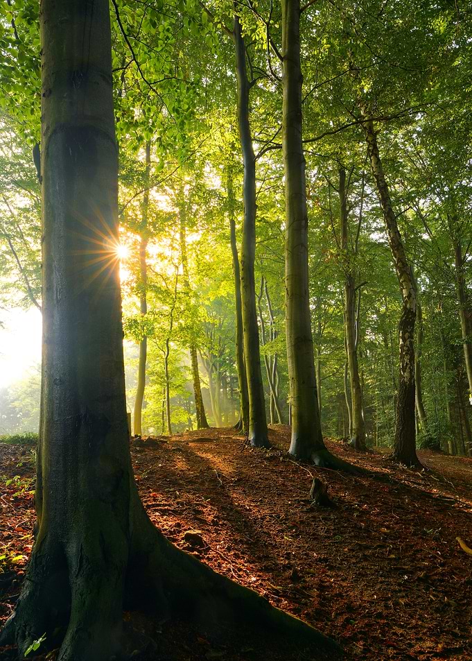 Sunny beech forest