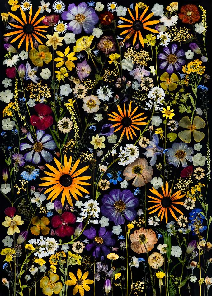 Pressed Wildflower Botanical Collage
