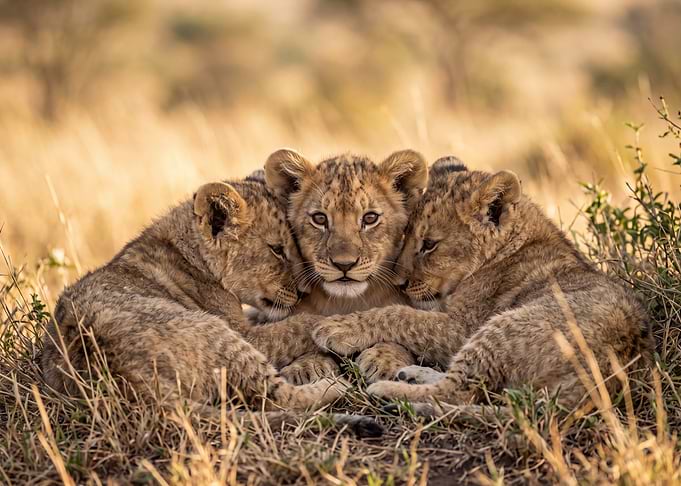 Three Lion Cubs Cuddling Together