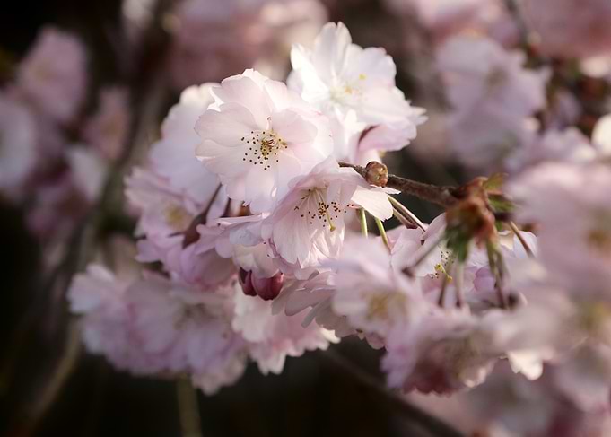 Soft Pink Cherry Blossom Flowers