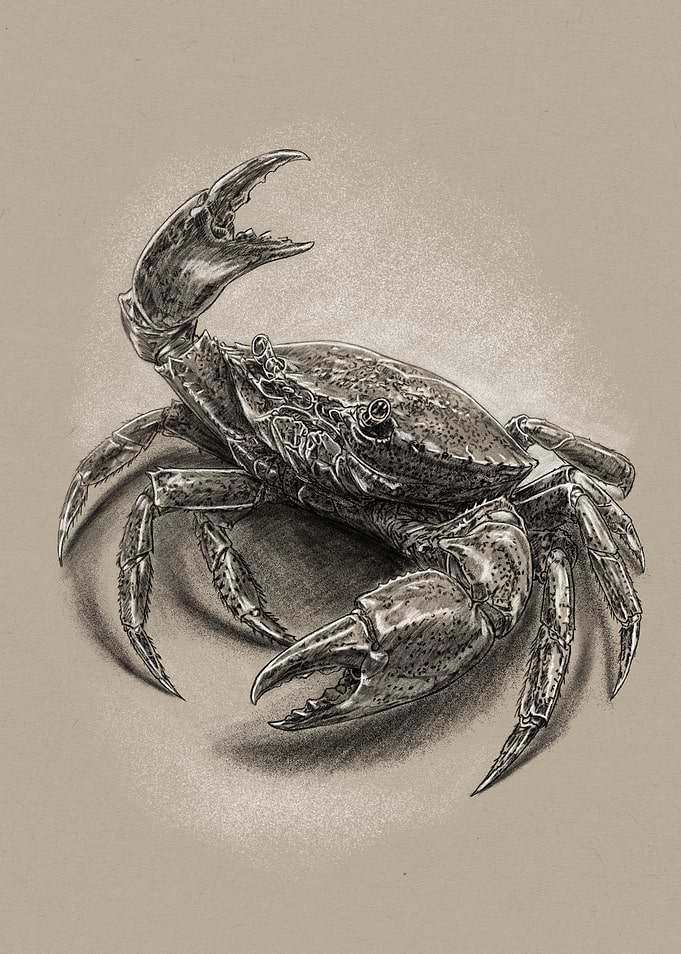 Detailed Charcoal Drawing of a Crab