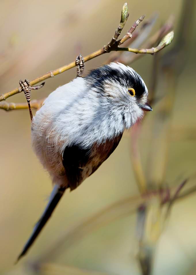 Long-tailed Tit Perched on Branch