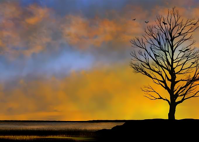 Silhouette Tree at Sunset