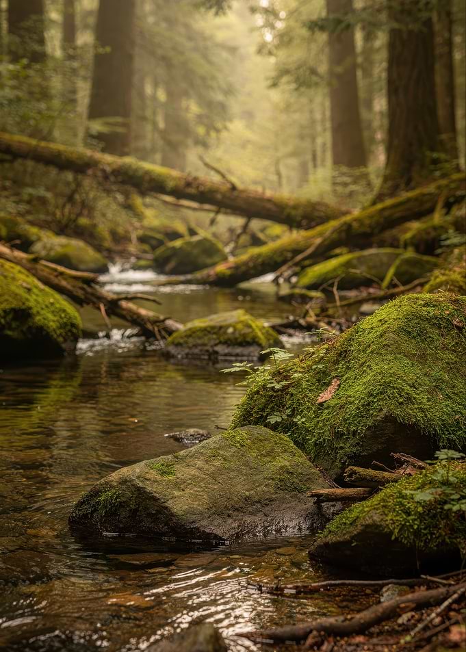 Mossy Forest Stream in Soft Light