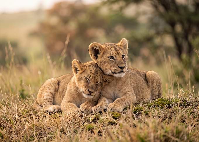Two Lion Cubs Cuddling in Grass