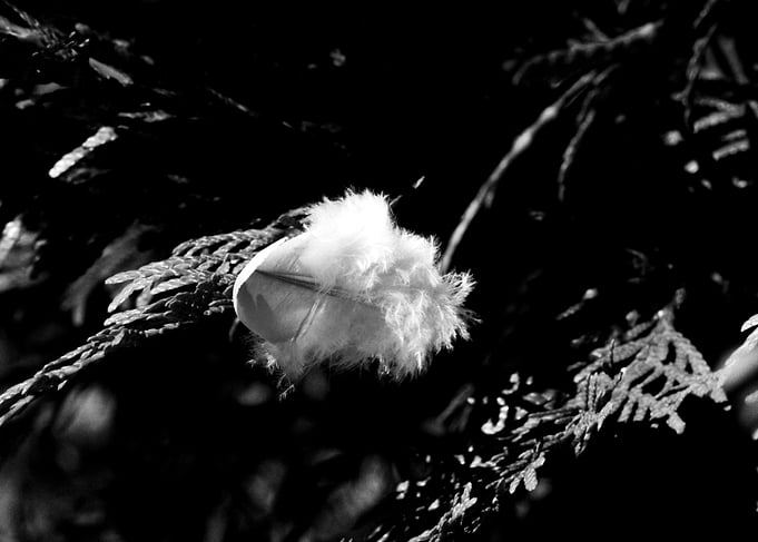 Single White Feather on Evergreen Branch