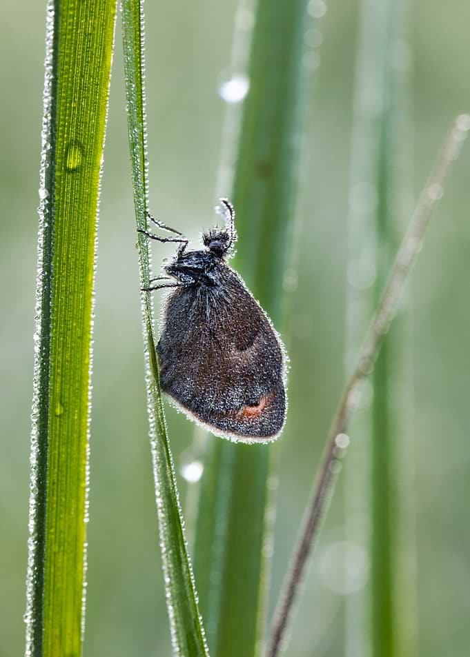 Dew-Covered Butterfly on Grass