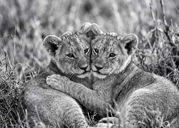 Two Lion Cubs Embracing