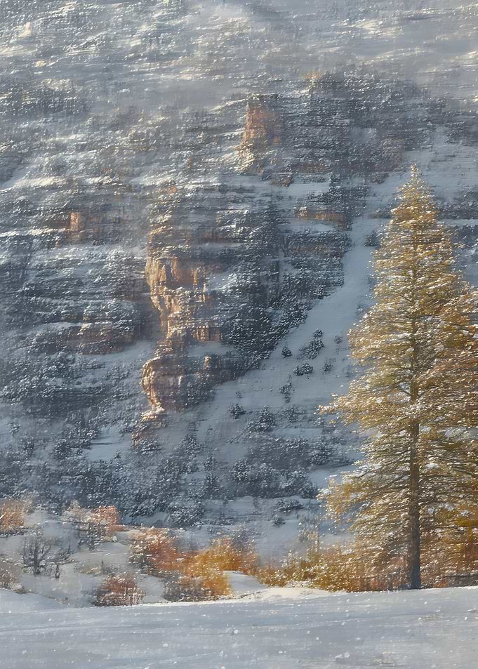 Snowy Mountain Landscape with Pine Tree