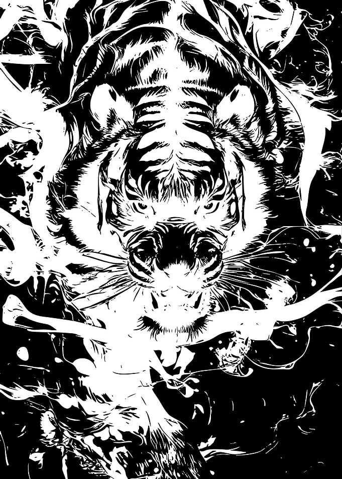 High Contrast Black and White Tiger