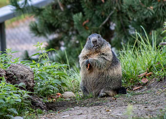 Alpine Marmot Eating a Carrot