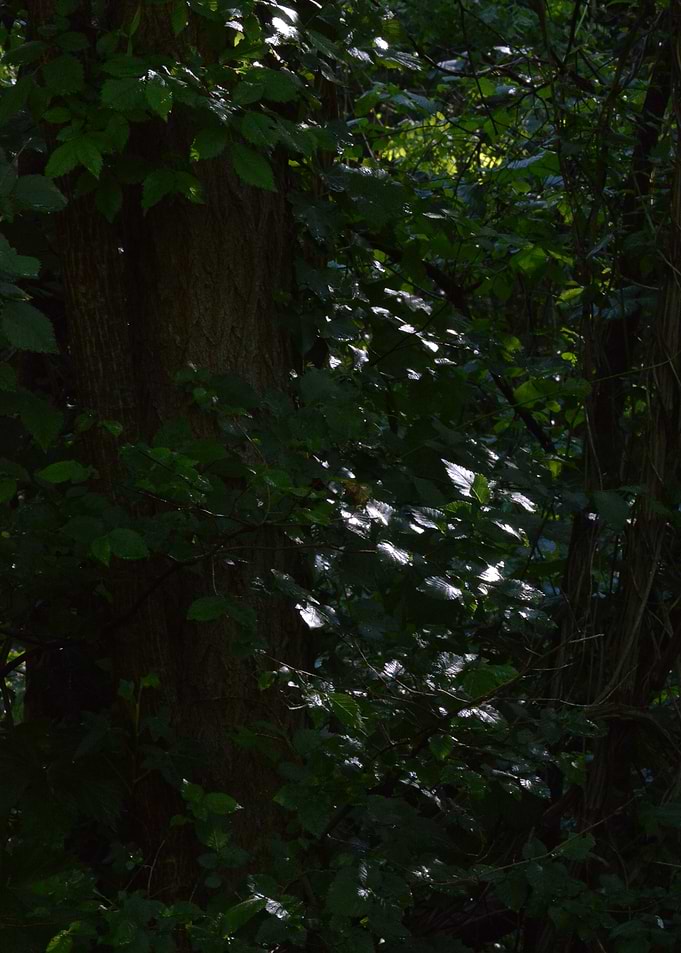 Sunlight Filtering Through Dense Forest Foliage