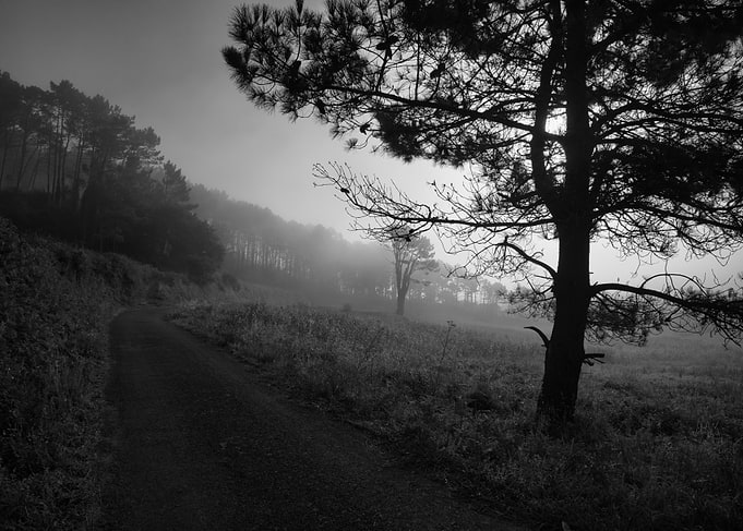 Misty Morning Forest Path