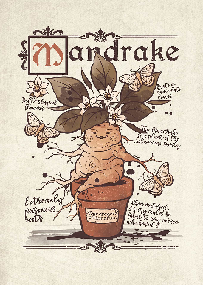 Vintage Mandrake Botanical Illustration