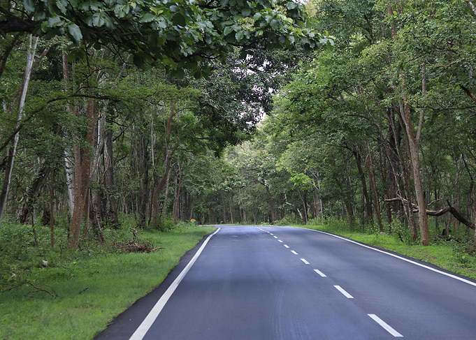 Scenic forest road with tall trees