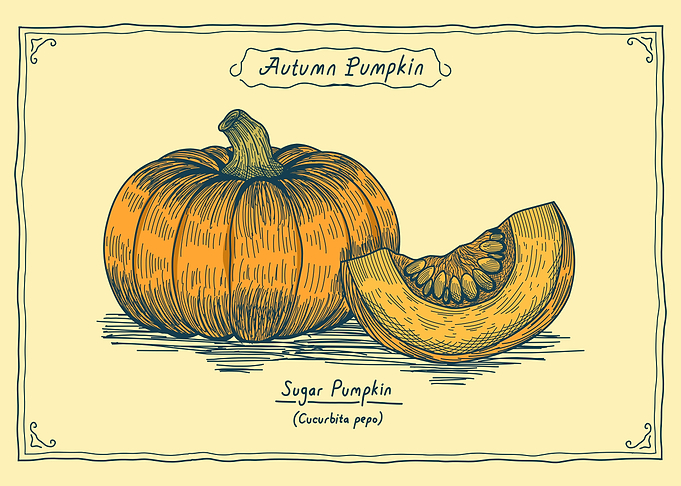 Vintage Botanical Sugar Pumpkin Illustration