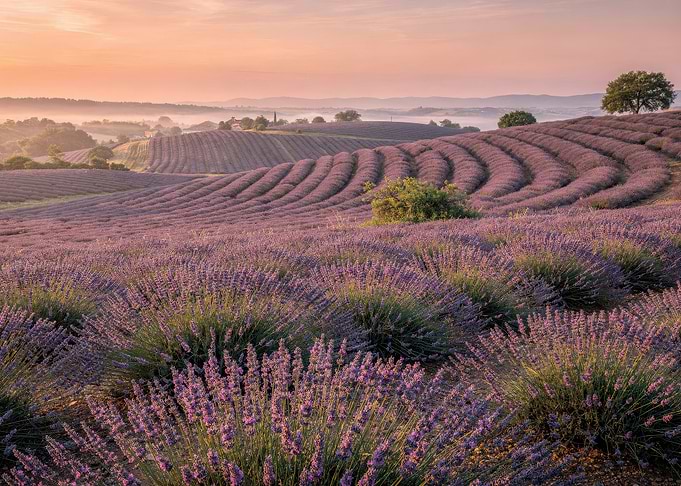 Sunrise over Lavender Fields in Provence