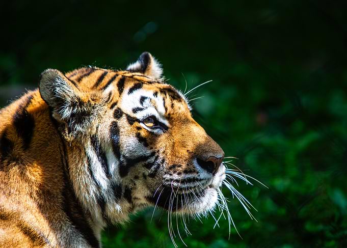 Majestic Tiger Profile Portrait