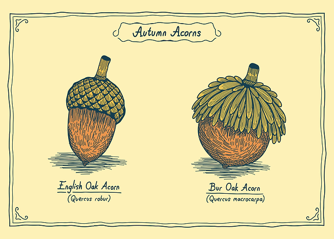 Autumn Acorns Botanical Illustration