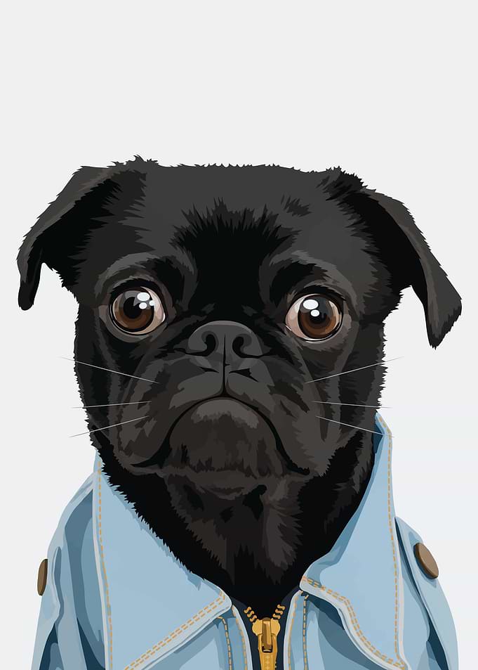 Stylish Black Pug in Denim Jacket