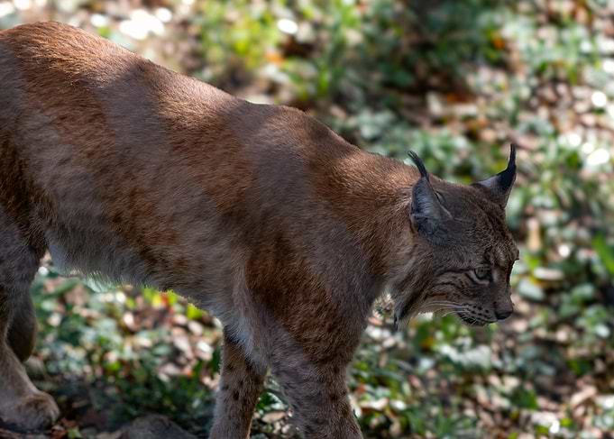 Eurasian Lynx Walking in Forest