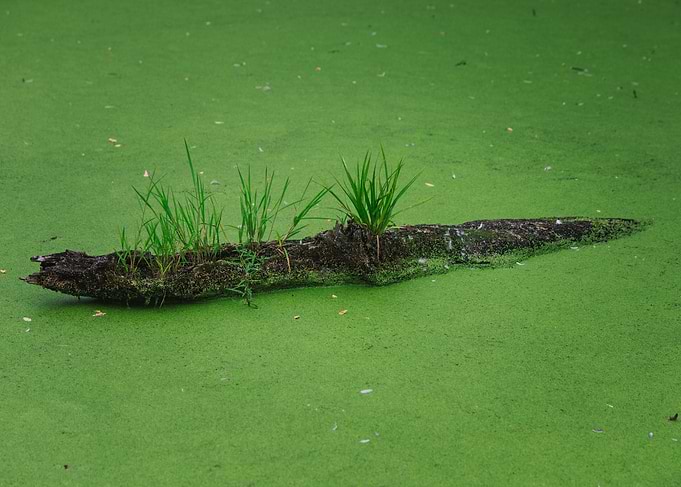 Log floating in green duckweed pond