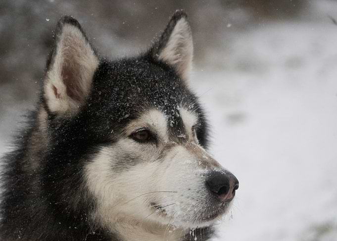 Alaskan Malamute in Snowy Weather
