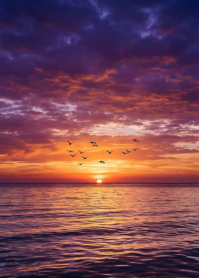 Birds Flying Over Sunset Ocean