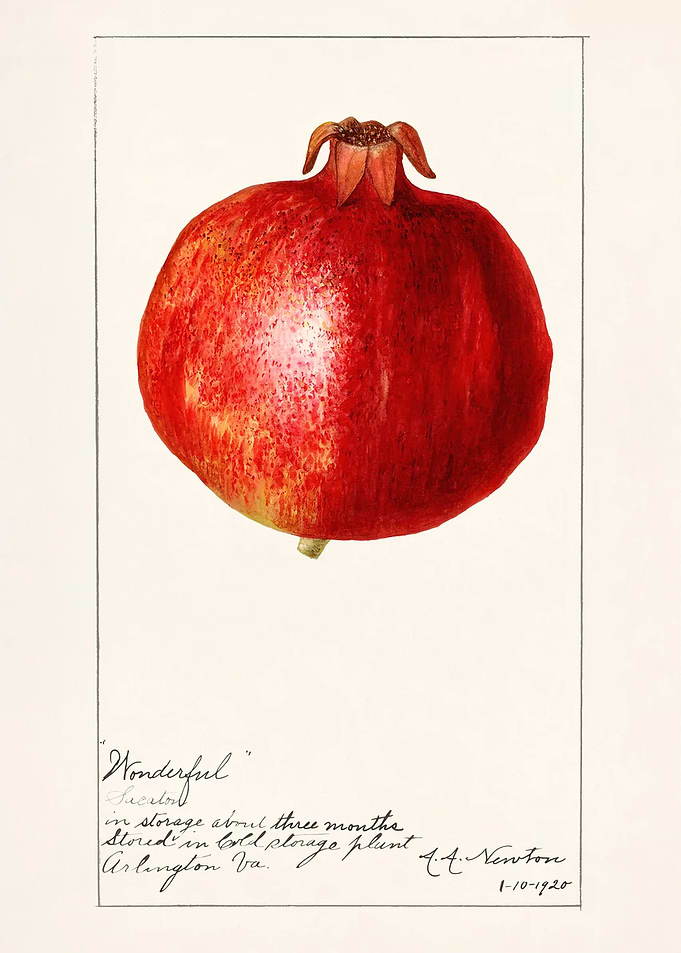 Vintage Botanical Illustration of Pomegranate