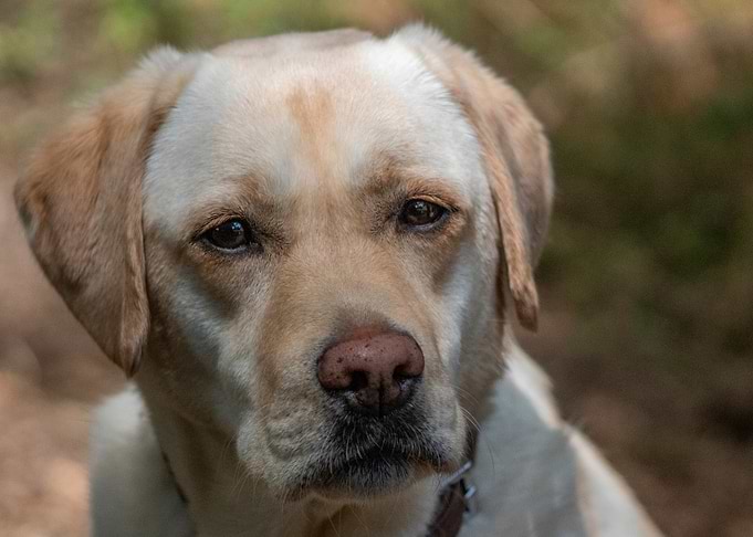 Close-up Portrait of a Labrador Retriever