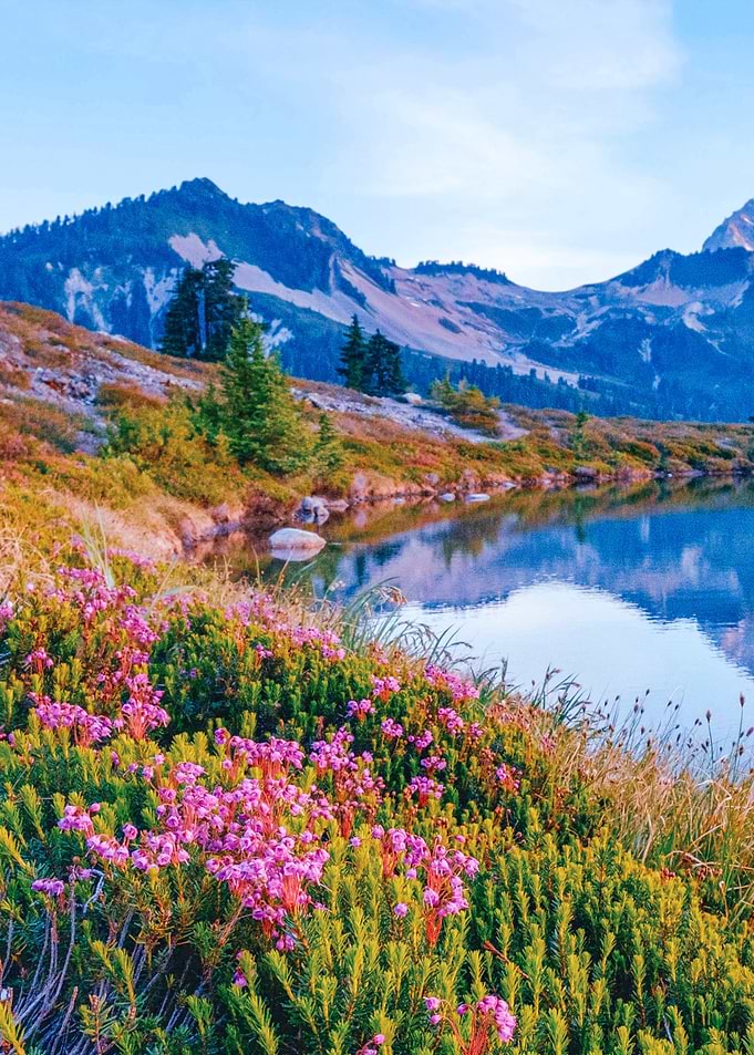 Alpine Lake with Pink Wildflowers