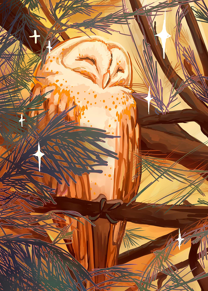 Sleeping Barn Owl in Pine Tree