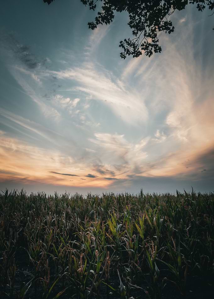 Sunset Over a Cornfield