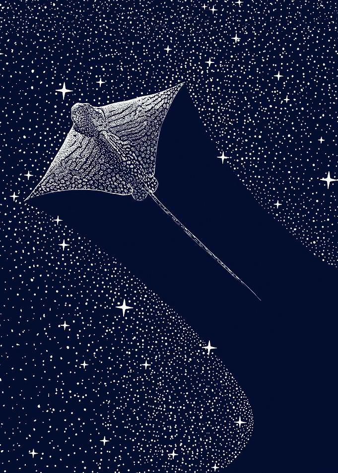 Starry Ornate eagle ray