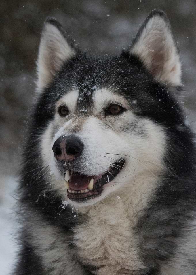 Alaskan Malamute in the Snow