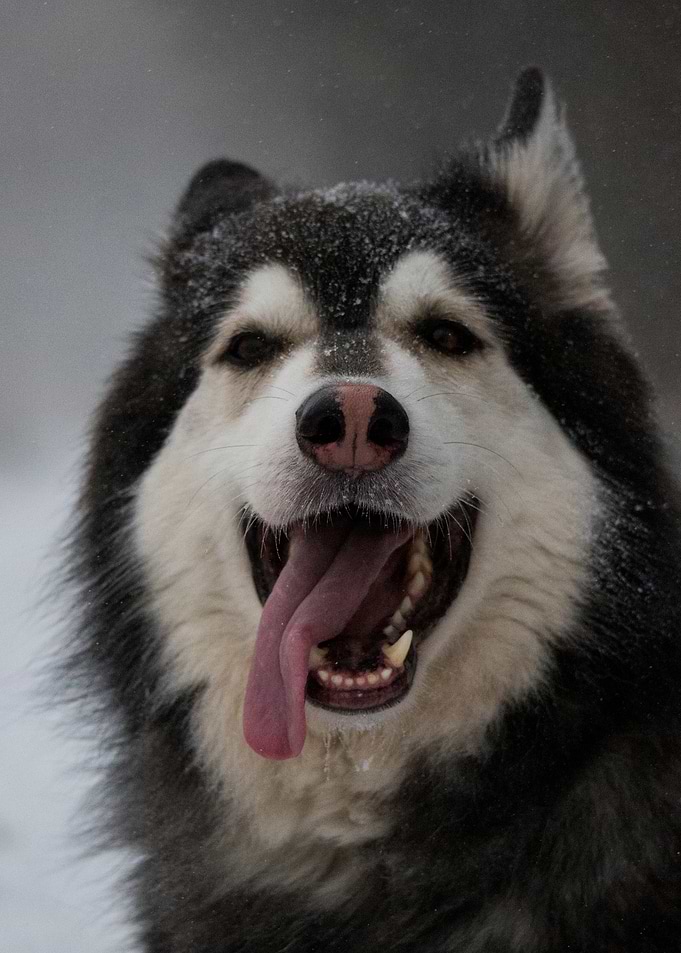 Happy Malamute-German Shepherd Mix in the Snow