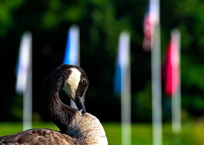Flag Goose
